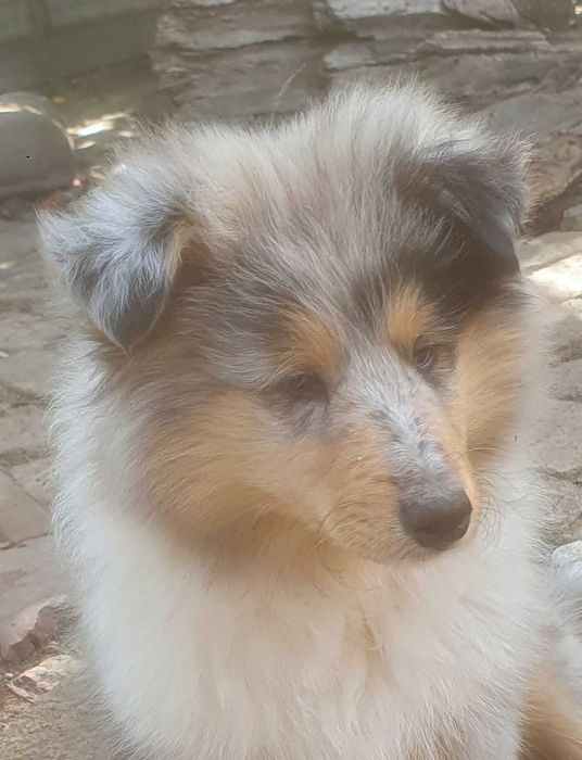 Колі цуценята продам