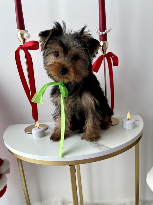 Всього 4 Чарівніх Йорків