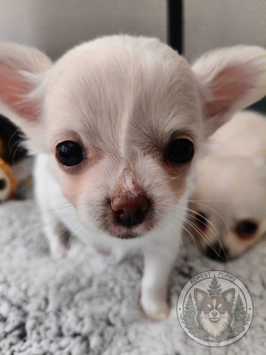 Chihuahua długowłosy chłopiec XS