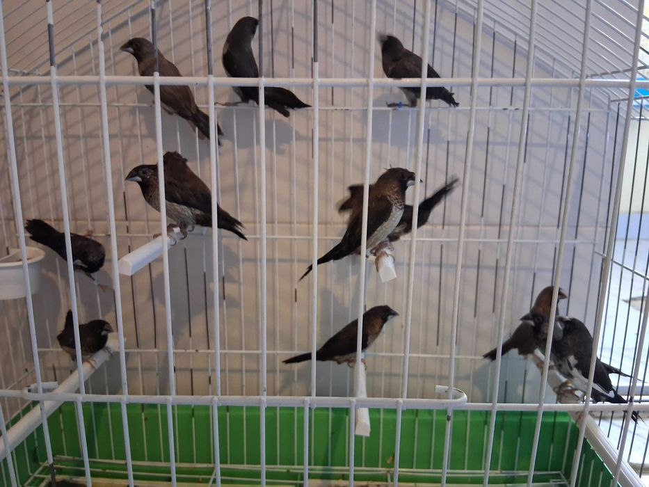 Casais de bengalins