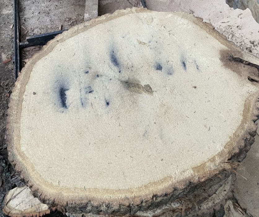 Plastry drewna, dąb, brzoza itp.