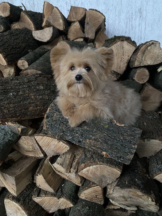 Pomapoo чарівна дівчата