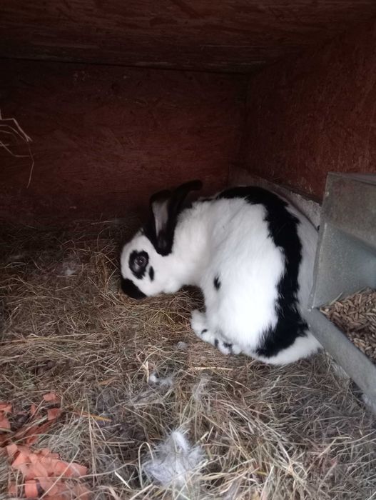 Sprzedam samicę srokacz niemiecki