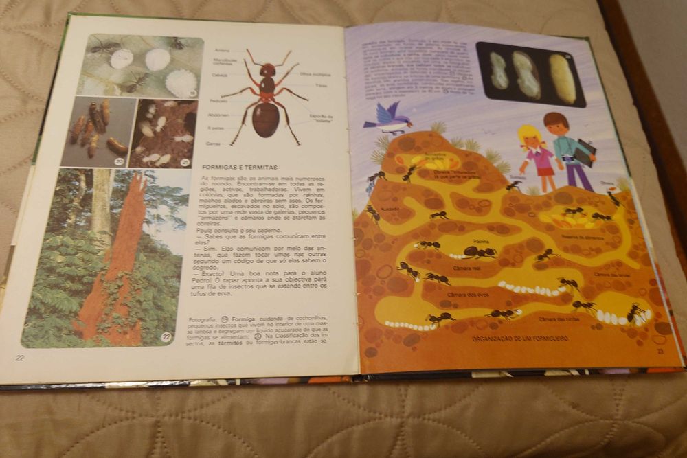 Livro “Os Insetos” Verbo Infantil