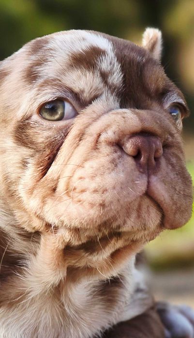 Bulldog francês Fêmea COR ROJO MERLE BIG ROPE