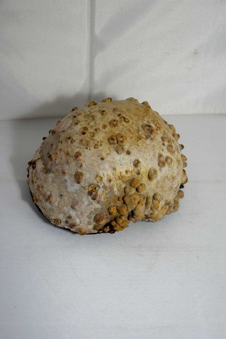 Instrumento Musical Africano Cabaça