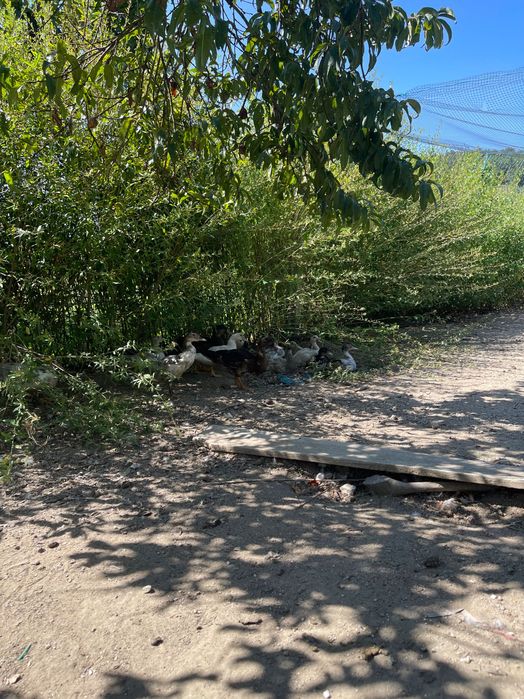 Patos criados na quinta
