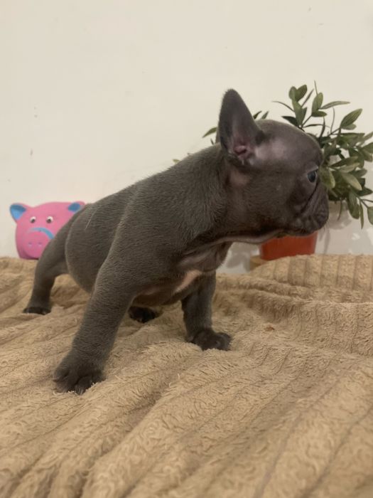 Filhote de Bulldog Francês - Blue