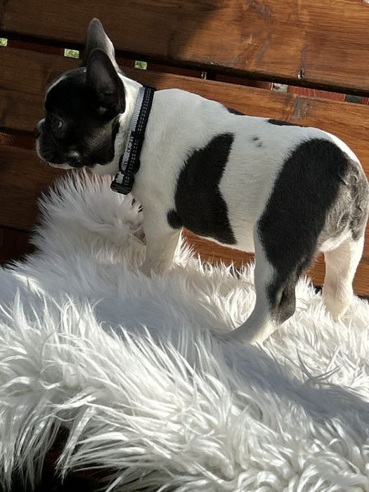 Buldog francuski piesek