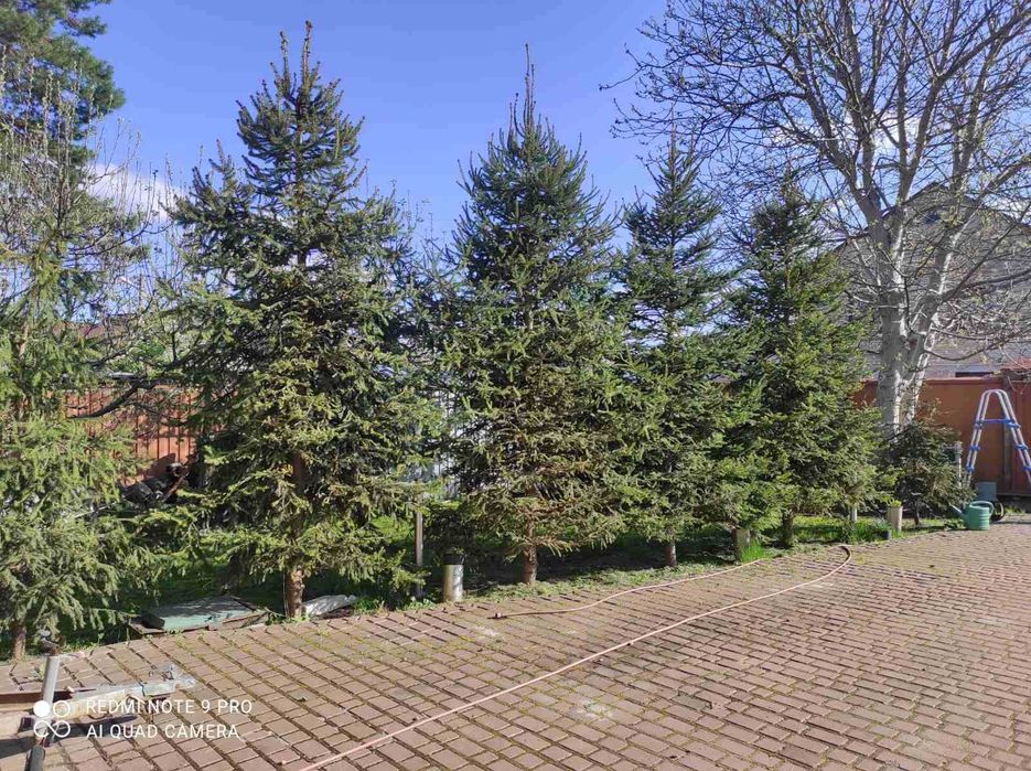 Продається будинок 240 кв.м., Лісова Буча
