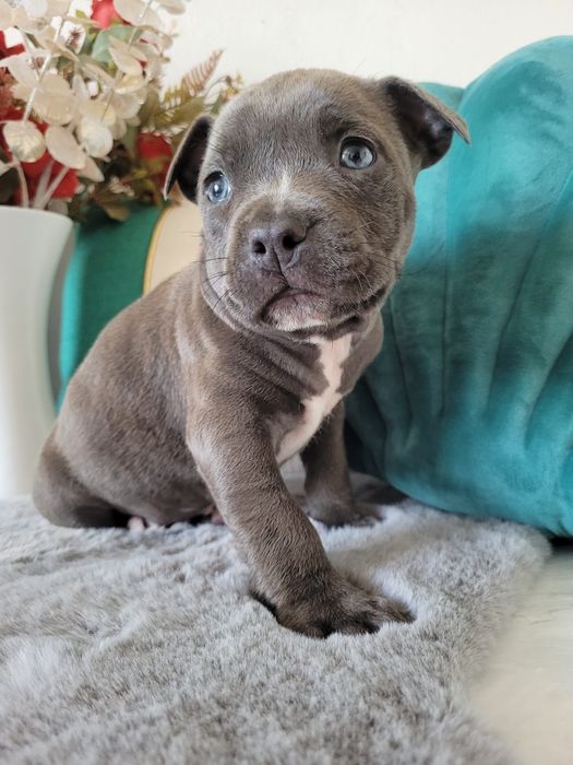 Urocza suczka Amstaff!