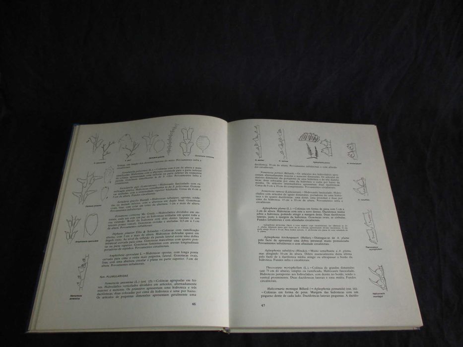 Livro Fauna Submarina Atlântica Luiz Saldanha