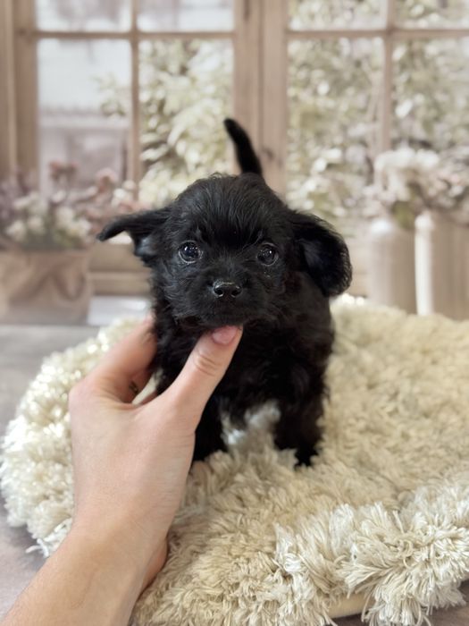 Кому черненьку собачку , щенки от любви