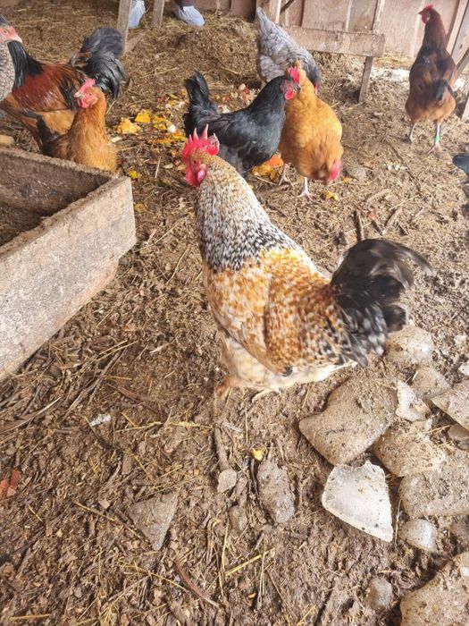 Koguty różne rasy r. 2025