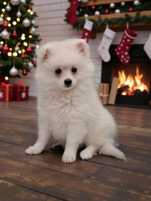 Szpic miniaturowy do odbioru.