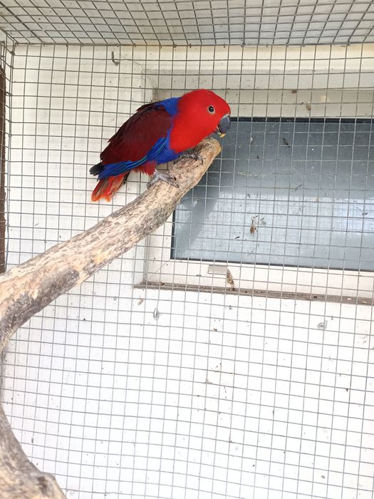 Eclectus Roratus