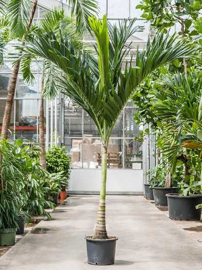 Palmeiras Raras e todo o tipo de plantas