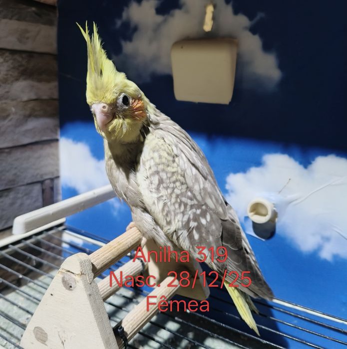 Caturras criadas a mão