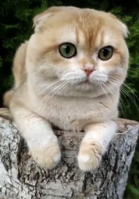 Клубный кот Вязка шотландская золотая шиншилла NY 12 Scottish fold