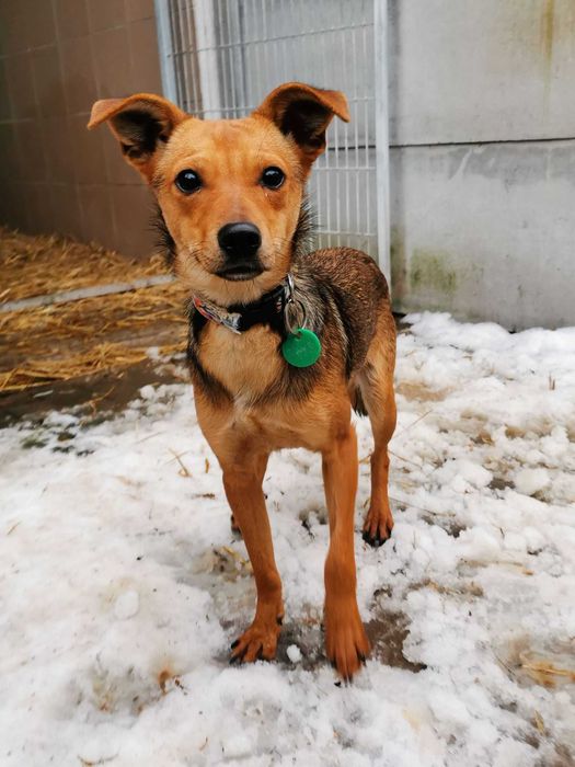 Wiza czeka na dom...