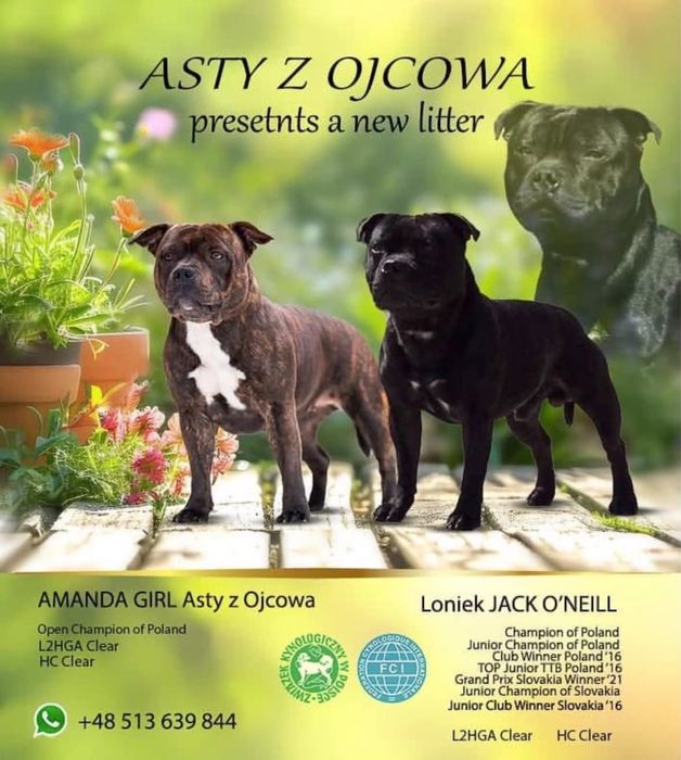 Piękny szczeniak staffik