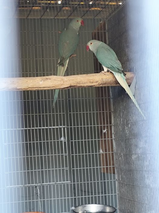 Ring necks prontos a criar 2027