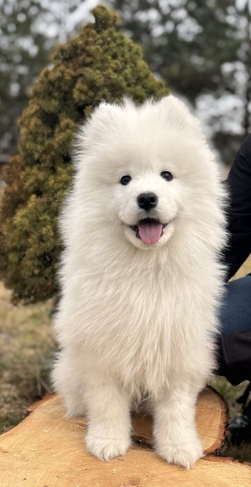 Samoyed szczenię ZKwP/Fci