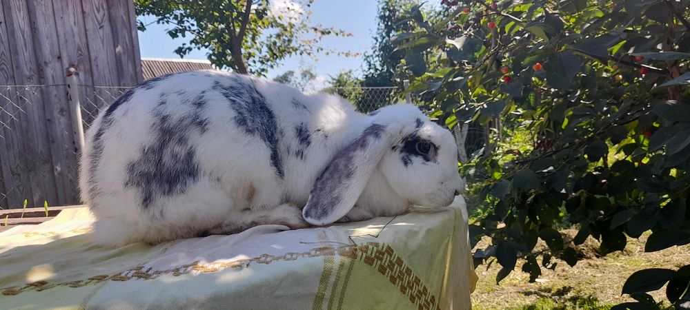 Продам  кролики  , породи француський  баран. Чисто кровні.