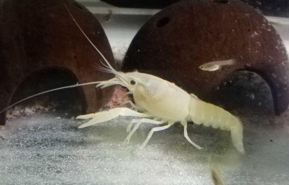 Lagostins brancos juvenis