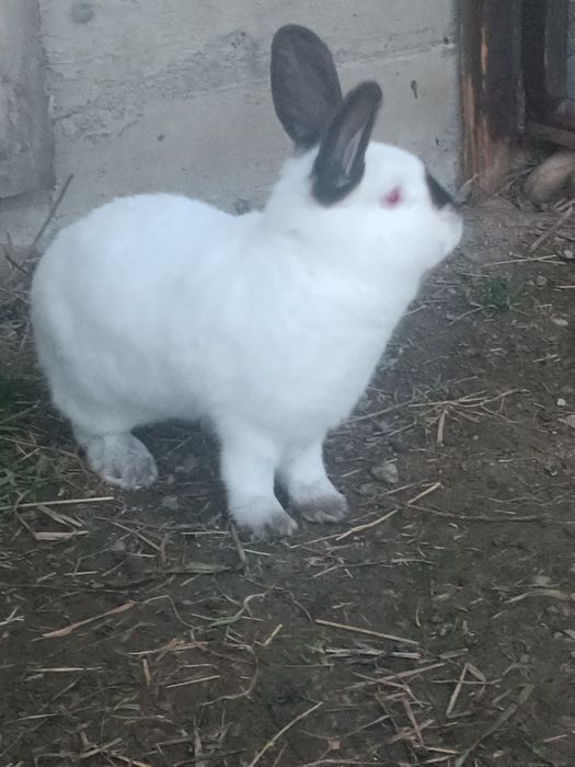 Кролі породи Каліфорнія 200 грн за 1 кг живої ваги