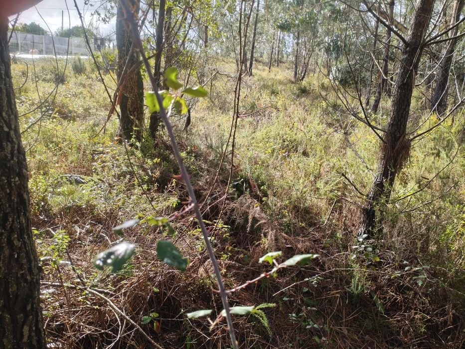 Terreno na Almagreira Construtivo