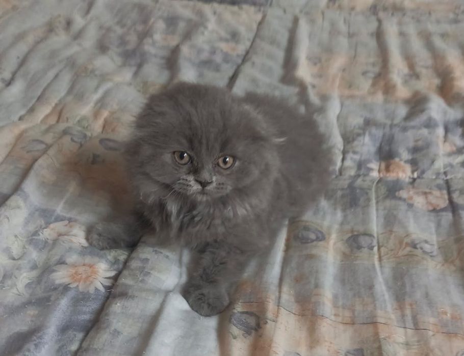 Scottish Fold Longhair