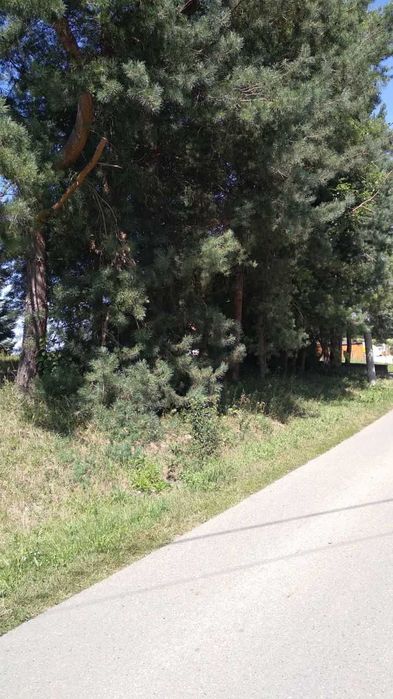Oddam drzewo za wycinkę