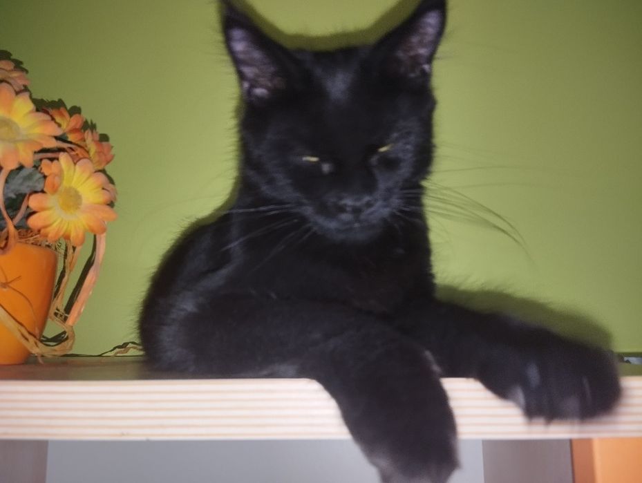 Kocurek Maine Coon  ZAREZERWOWANY