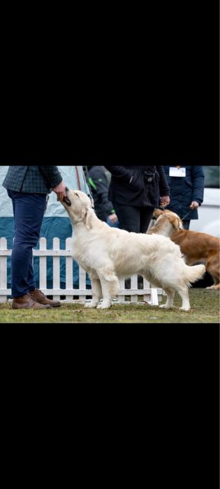 Słodki Gloden Retriever