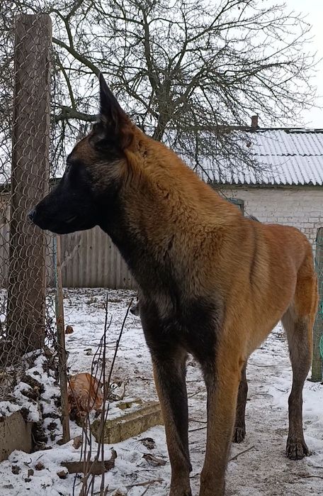 Вязка Малінуа -бельгійська вівчарка