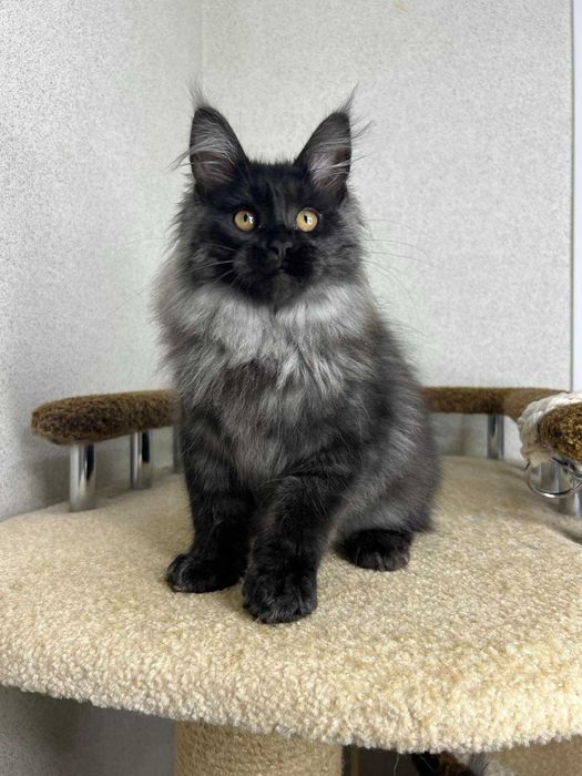 Мейн-кун хлопчик на ім"я Ангелос окрас Чорний дим