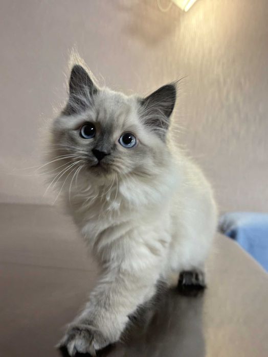 Кошеня Невська маскарадна