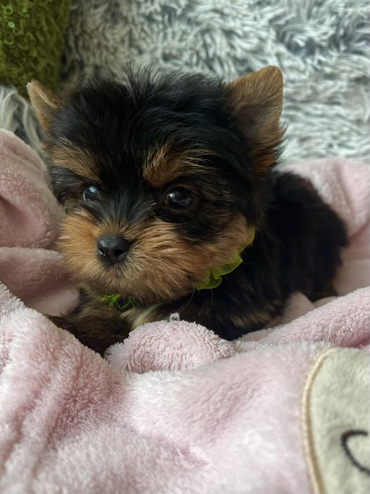 Красивенный МИНИ мальчик Йоркширский терьер