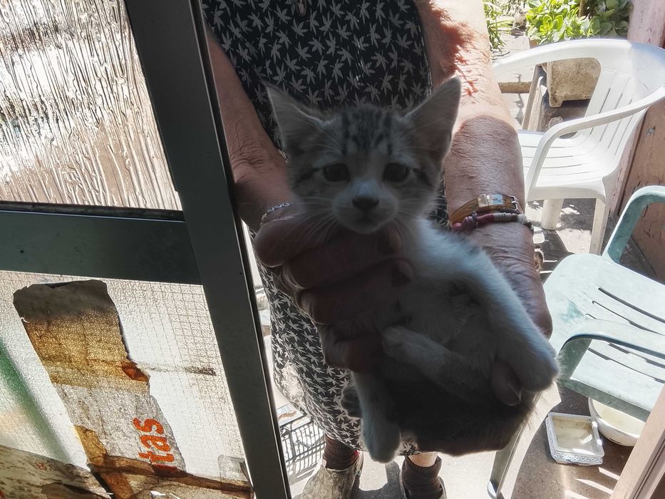Gatinhos para adopção