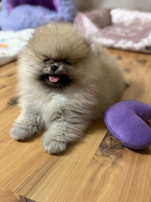 MILO cudny szpic miniaturowy pomeranian
