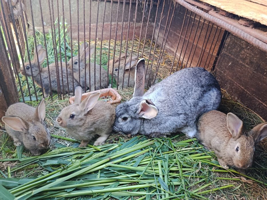 Samice i samce młode pół roczne