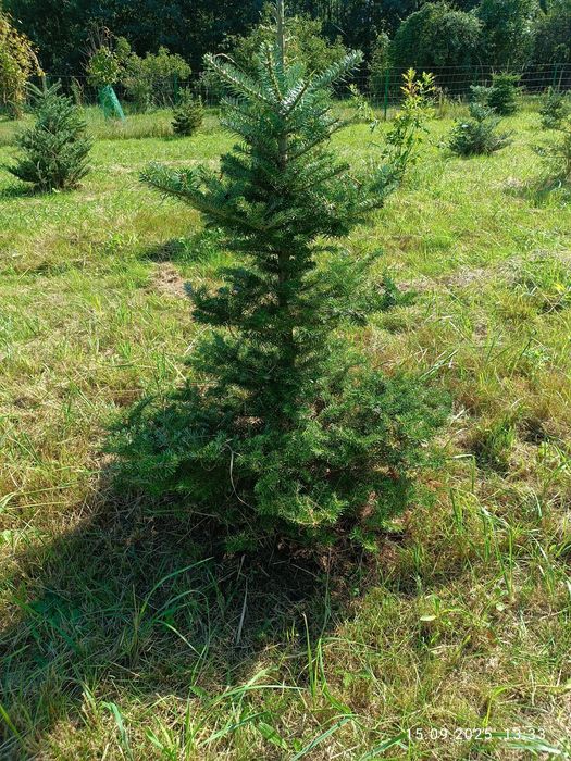 Jodła koreańska blue 1m do 1.5 m