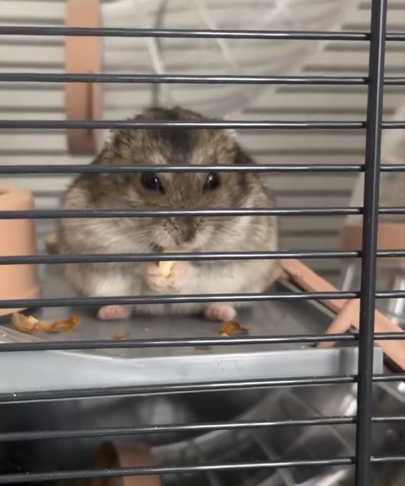 Kit: Hamster + gaiola  (com alimento, feno. apara)