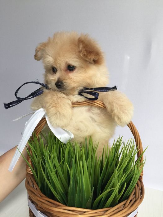 Помапу гарненькі дівчатка