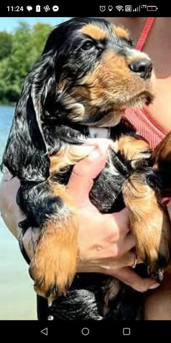 Cocker spaniel angielski