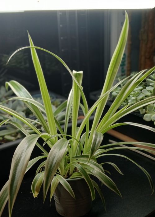 Продам кімнатні квіти