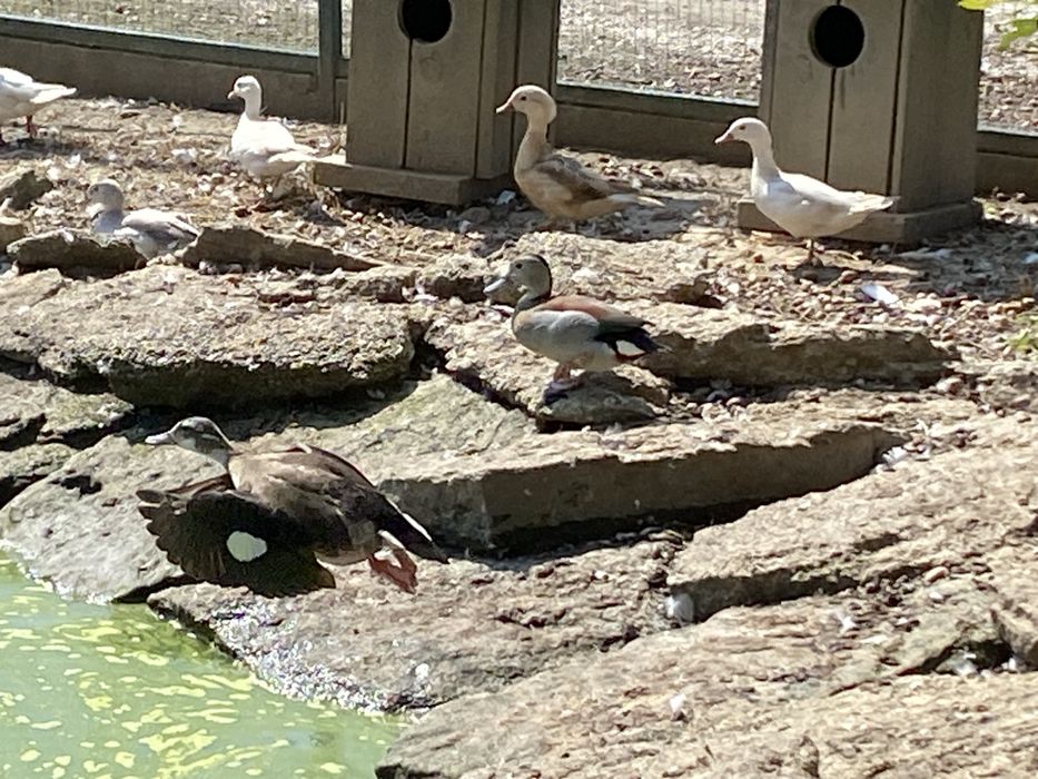 Cyraneczki czerwonoramienne kaczki ozdobne samce