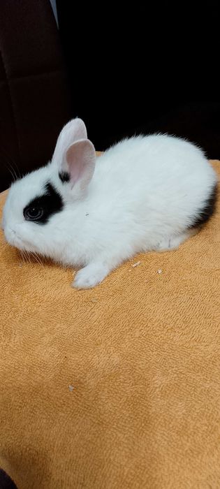 Króliczki miniaturki