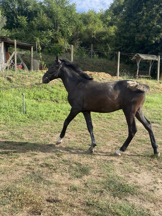 Poldro lusitano